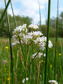 Valeriana dioica